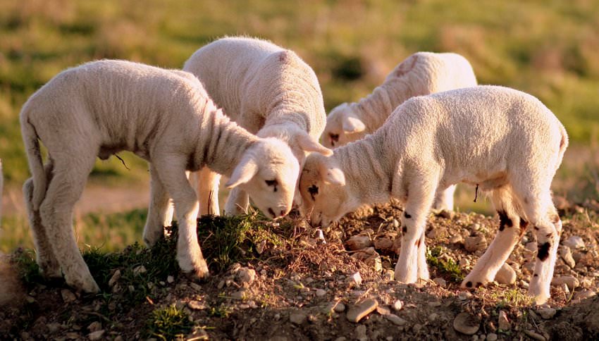 four lambs feeding on grass in a field